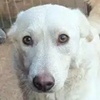 Maliko R ProDog